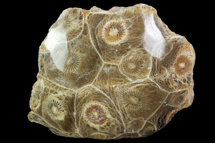 Polished Fossil Coral (Actinocyathus) - Morocco #100638